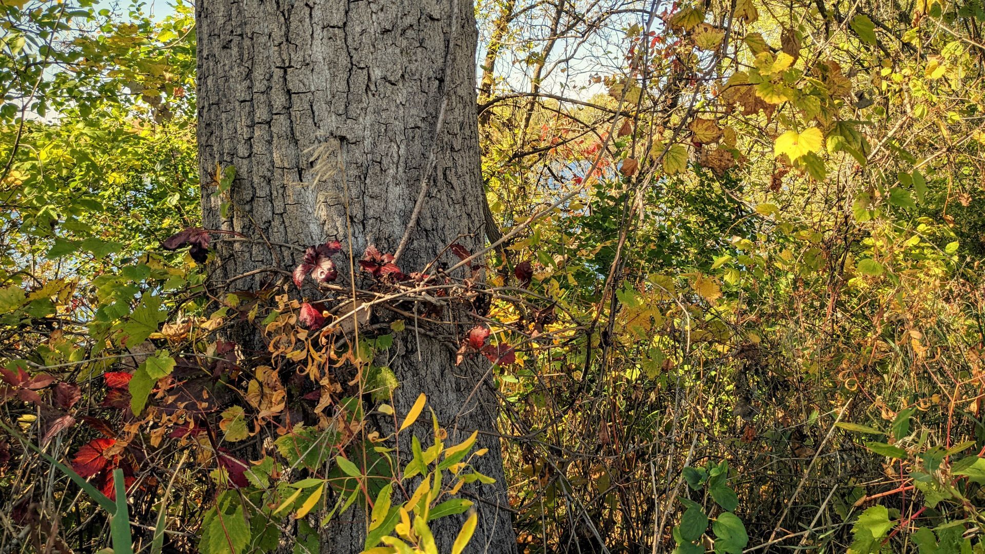 Fall in Mason City - tree vines